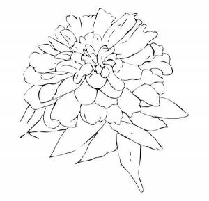 Раскраски Бархатцы