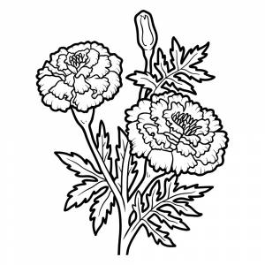 Раскраска Бархатцы