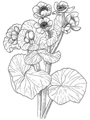 Раскраски Бархатцы