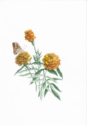 Иллюстрация Бархатцы в стиле академический рисунок, графика