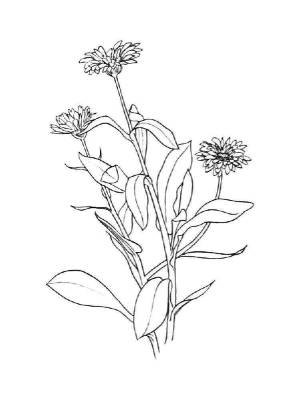 Раскраски Бархатцы