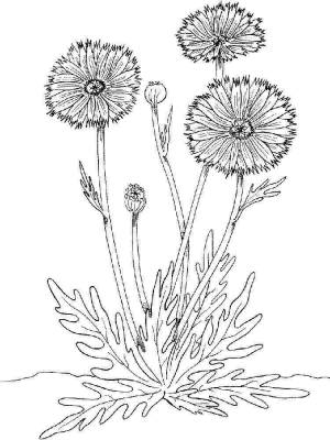 Раскраски Бархатцы