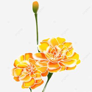 Бархатцы рисованной цветущие цветы PNG , ноготки, цветение, Делать PNG картинки и пнг PSD рисунок для й загрузки