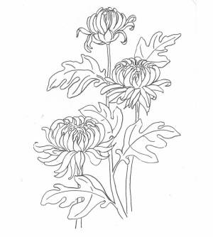 Бархатцы раскраска для детей