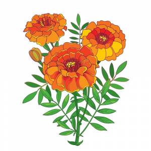 Бархатцы рисунок