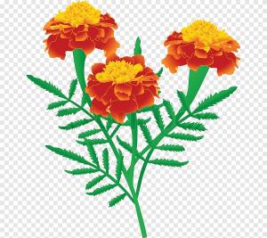 Картинки для детей цветы бархатцы