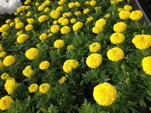 Тагетис крупноцветковый рассада однолетних цветов в кассете по 10 шт