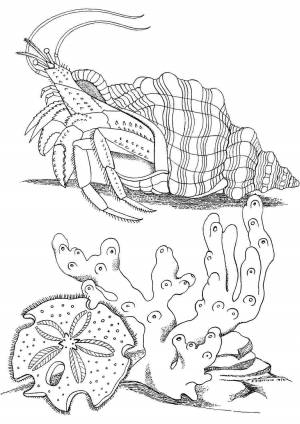 Раскраски, Антистресс морское дно