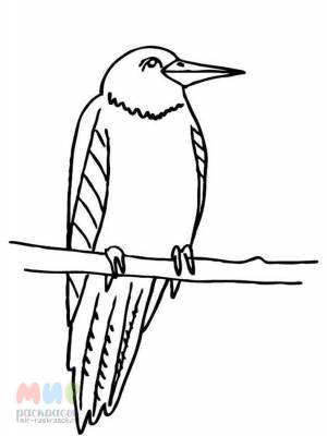 Раскраска Грач