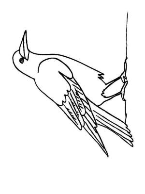 Раскраска Грач