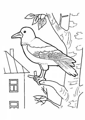 Раскраски Грачей