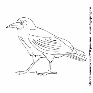 Картинки-раскраски на тему птицы