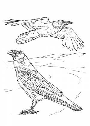 Грач раскраска