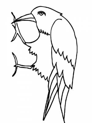 Раскраска Грач картинка  для мальчиков