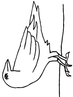 Раскраски Грач