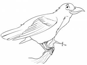 Грач рисунок раскраска