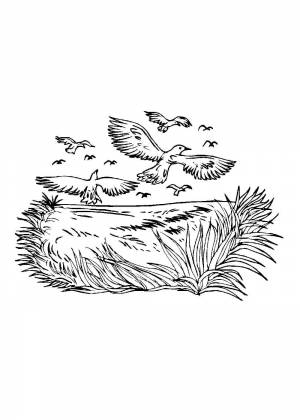 Раскраски Грачей