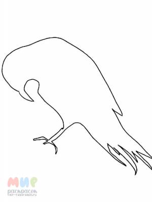 Раскраска Грач