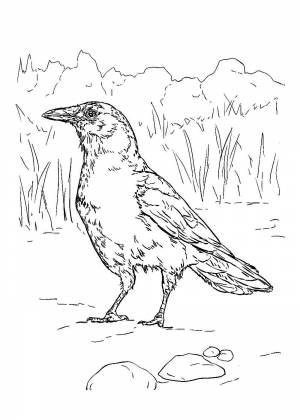 Раскраски Грачей