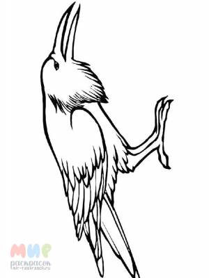 Раскраска Грач