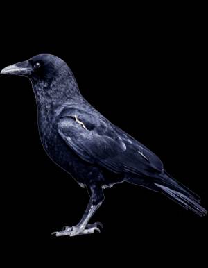 Раскраска Грач