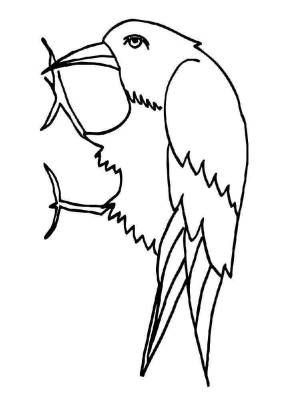 Раскраска Грач