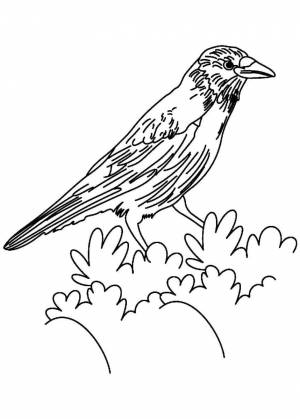 Грач шаблон