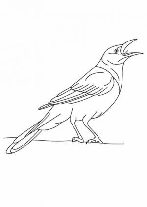 Грач шаблон