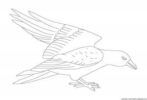 Грач шаблон