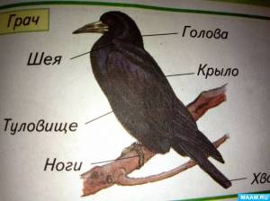 Фотоотчёт о проведении ОД по рисованию «Грач на проталинке» в старшей группе детей с ЗПР