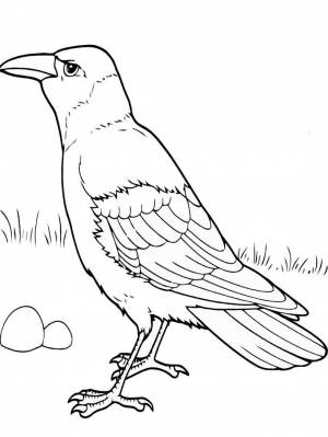 Раскраска Грач   в формате