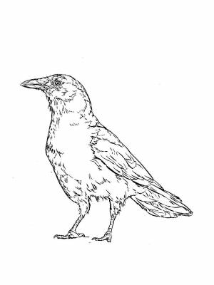 Раскраска Грач   в формате