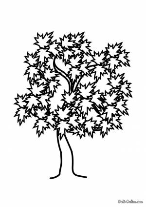 Раскраска Клён