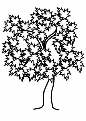 Клен раскраска для детей