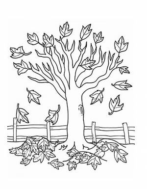 Раскраска клен