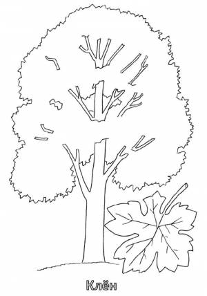 Раскраски Раскраска Клён