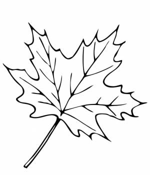 Раскраски лист, Раскраска клен лист