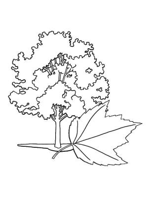 Раскраска Клен