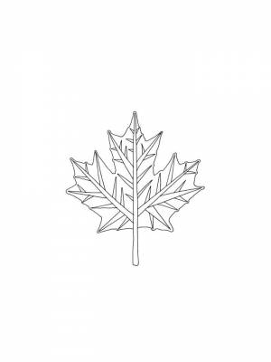 Раскраска Клен   в формате