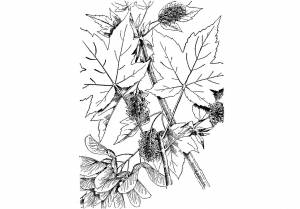 Раскраска клен