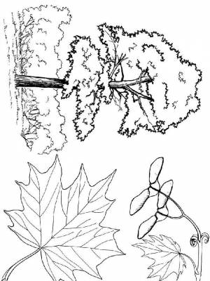 Раскраска Клен   в формате