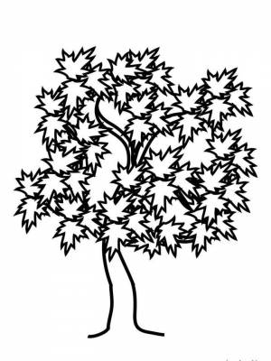 Картинка Клен раскраска на листе  для детей
