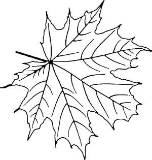 Осенний кленовый лист рисунок шаблон