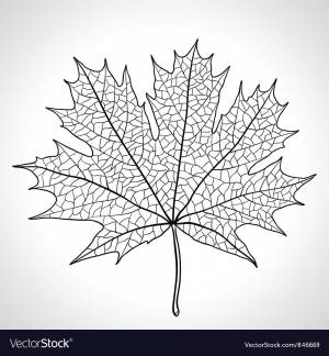 Черный клен осенью