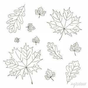 Векторный контур клен дуб резной лист элемент дерева раскраска фотообои