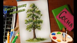 Рисуем сосну акварелью