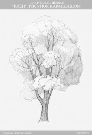 Картинки по запросу реалистичные цветы рисунки