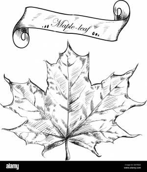 Кленовый лист простой рисунок