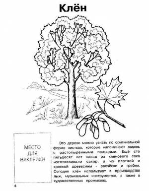 Раскраска клен