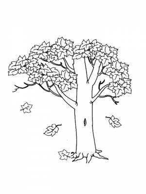 Картинка Клен  раскраску